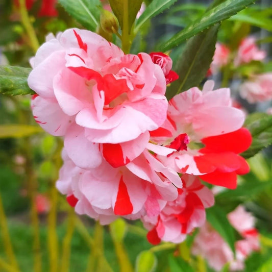 Balsam Mix Flowering Seeds