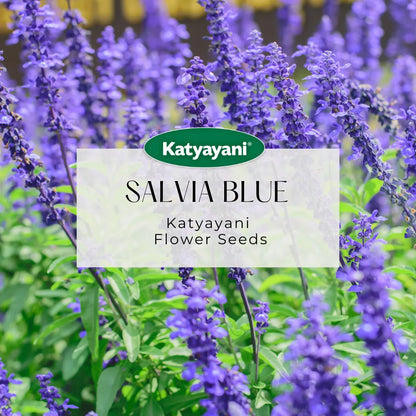 Salvia Blue Flowering Seeds