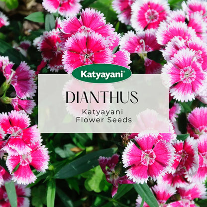 Dianthus Mix Flowering Seeds