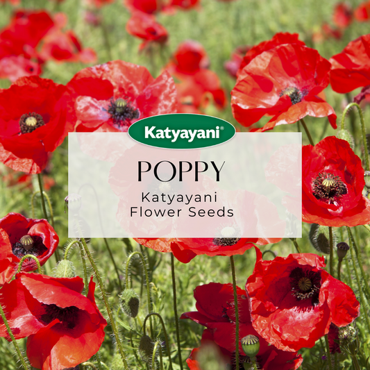 Poppy Mix Flowering Seeds