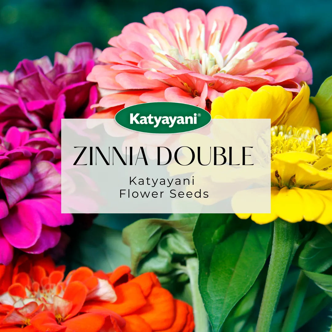 Zinnia Double Mix Flowering Seeds