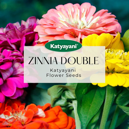 Zinnia Double Mix Flowering Seeds