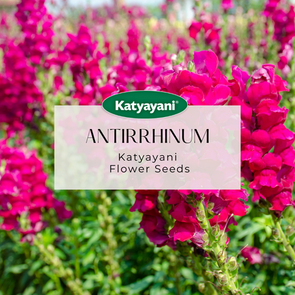 Antirrhinum Flowering Seed