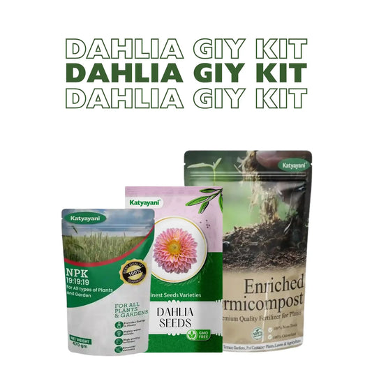 Dahlia Grow It Yourself Kit