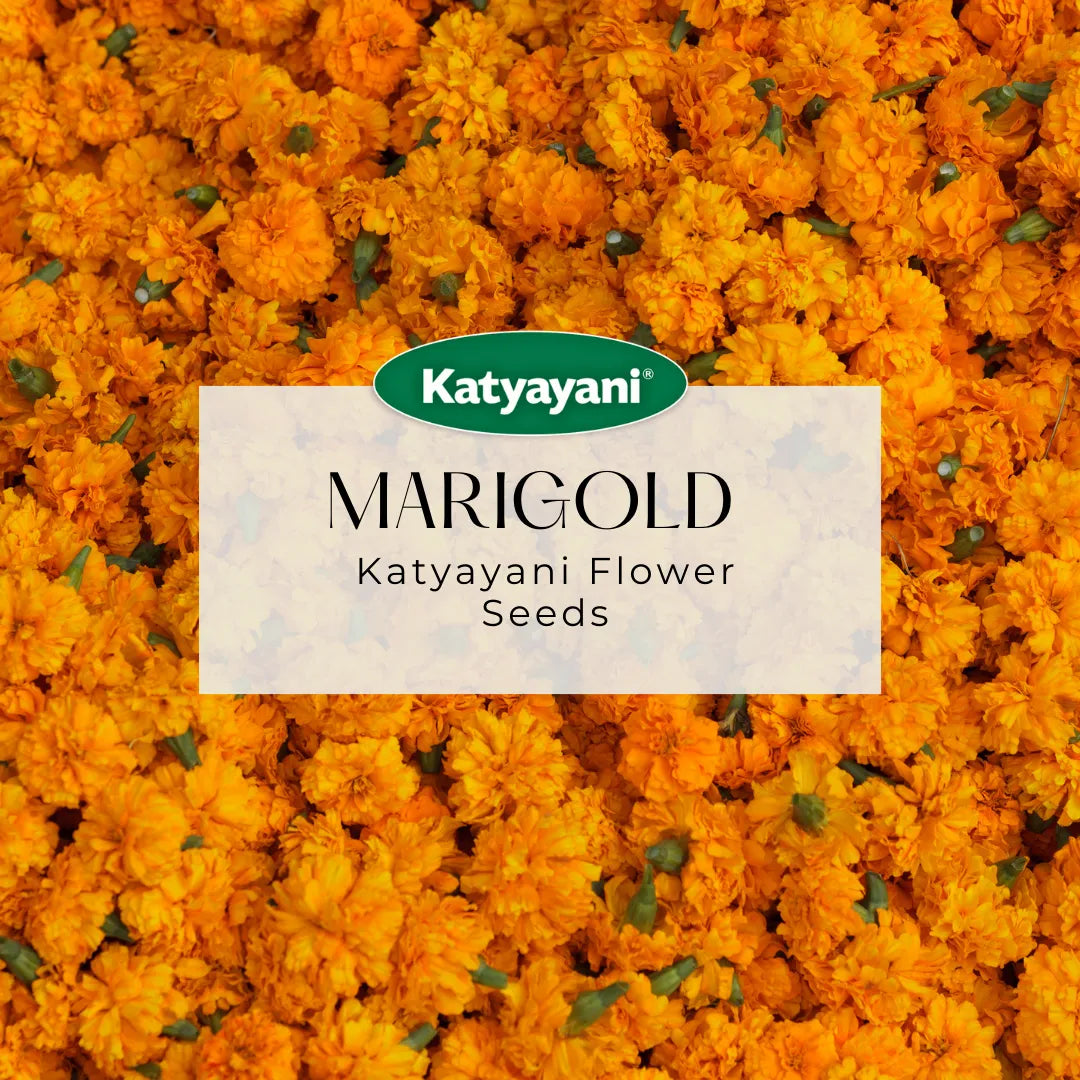 Marigold French Flowering Seeds