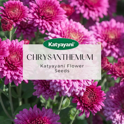 Chrysanthemum Mix Flowering Seeds