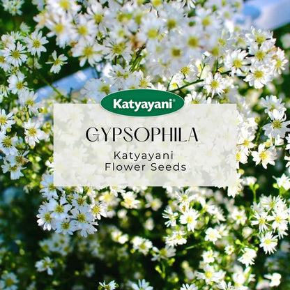 Gypsophila Flowering Seeds