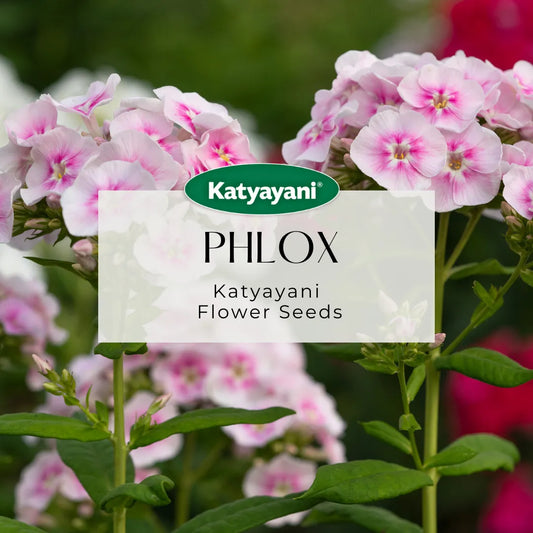 Star Phlox Mix Flowering Seeds