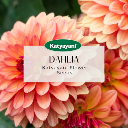 Dahlia Flowering Seeds