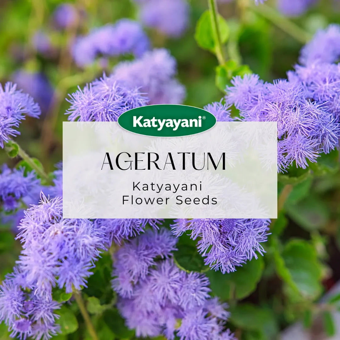 Ageratum Flowering Seeds