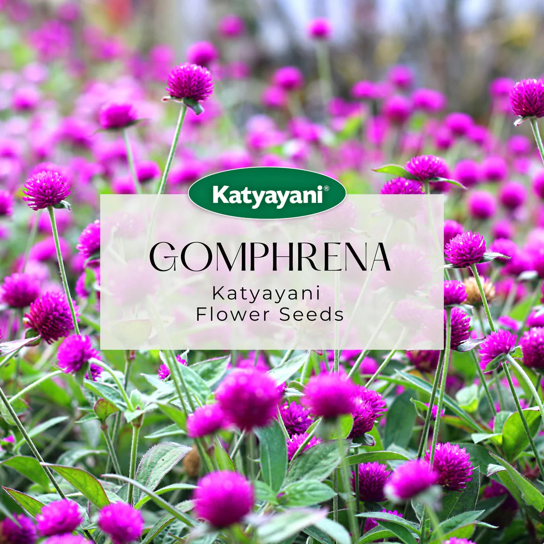 Gomphrena QIS ORANGE flowering seeds