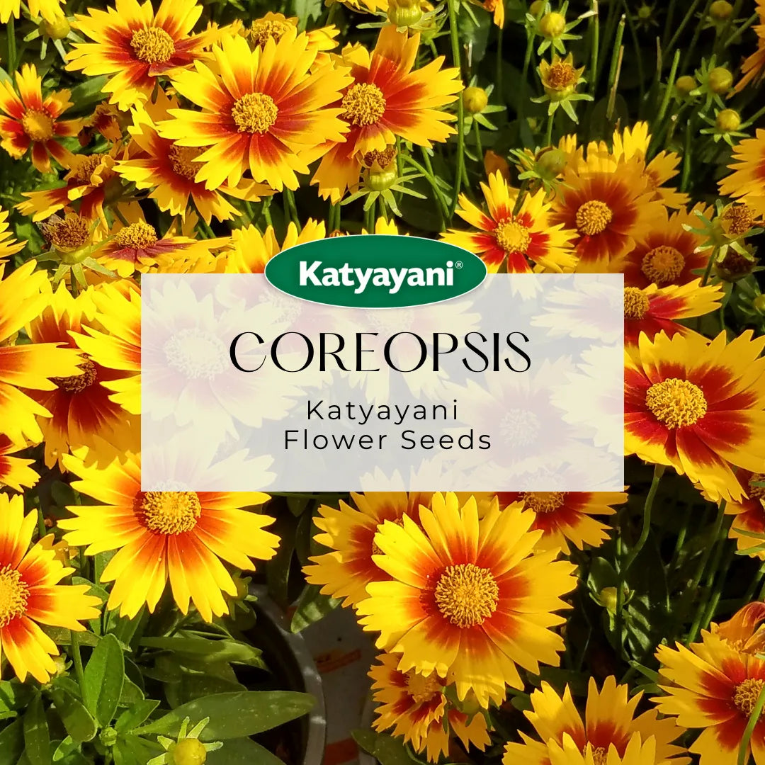 Coreopsis Flowering Seeds