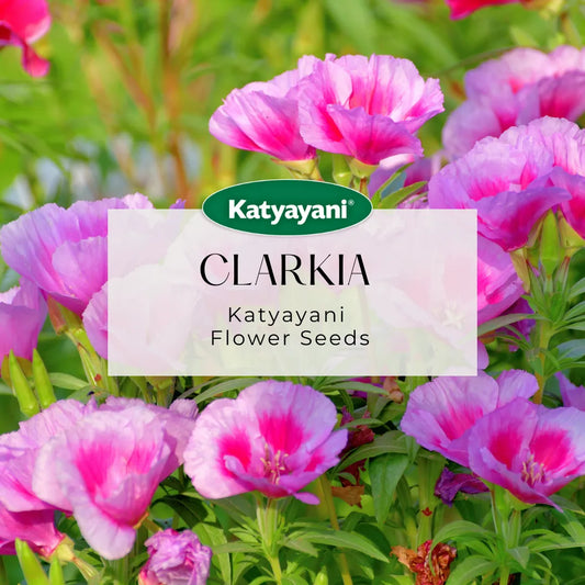 Clarkia Mix Flowering Seeds