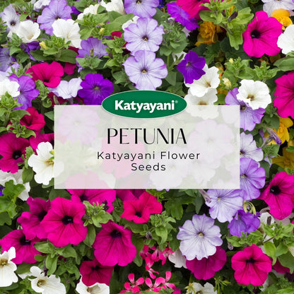 Petunia Double Mix Flowering Seeds