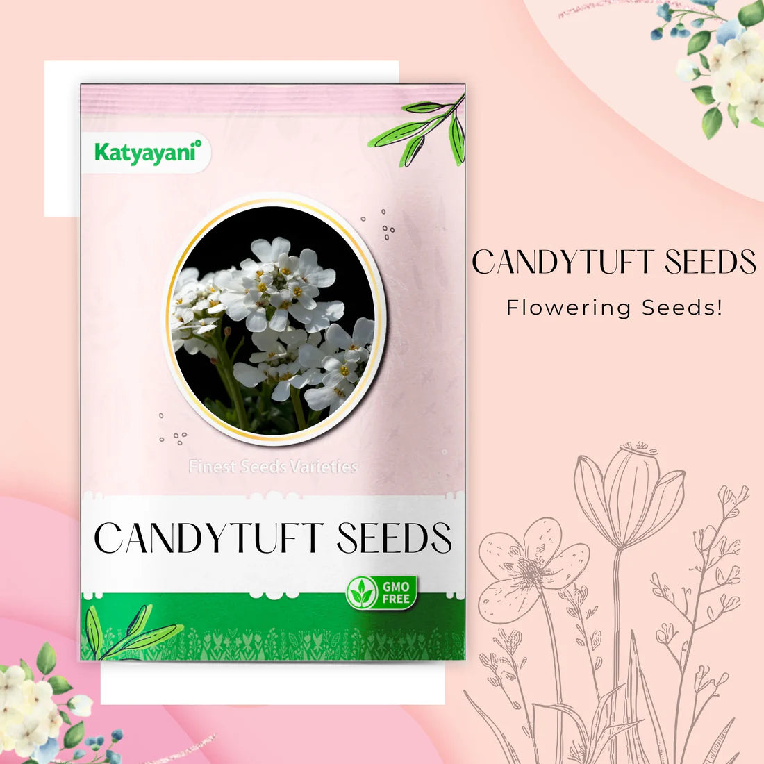 Candytuft Flowering Seeds