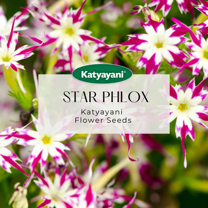 Phlox Beauty Mix Flowering Seeds