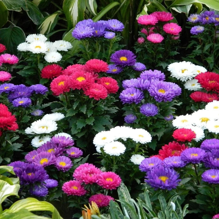 Aster Mix Flowering Seeds