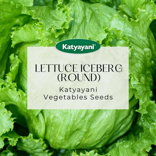 Lettuce Iceberg (Round) Vegitable Seed