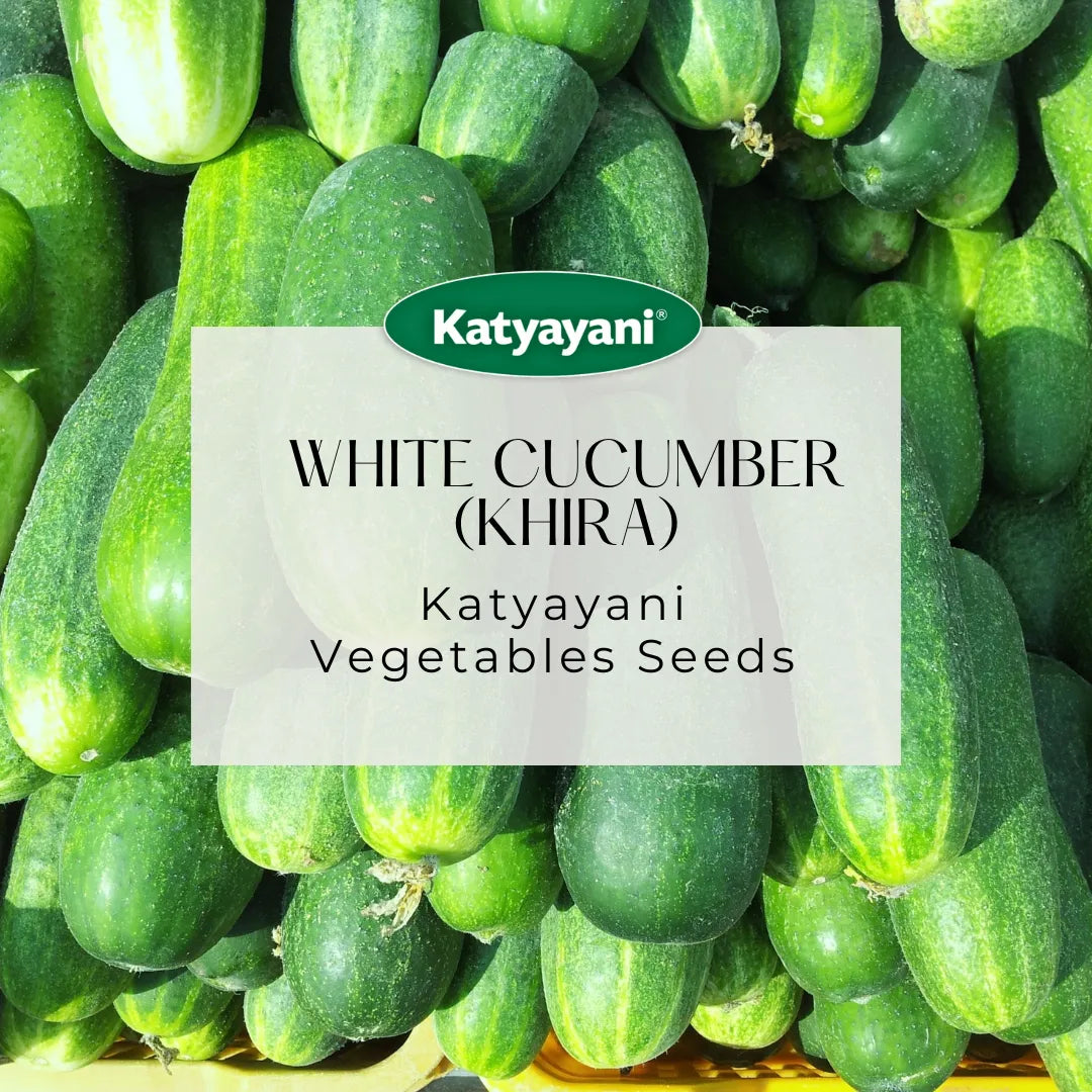 White Cucumber (Khira) Vegitable Seeds