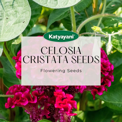 Celosia Cristata Flowering Seeds