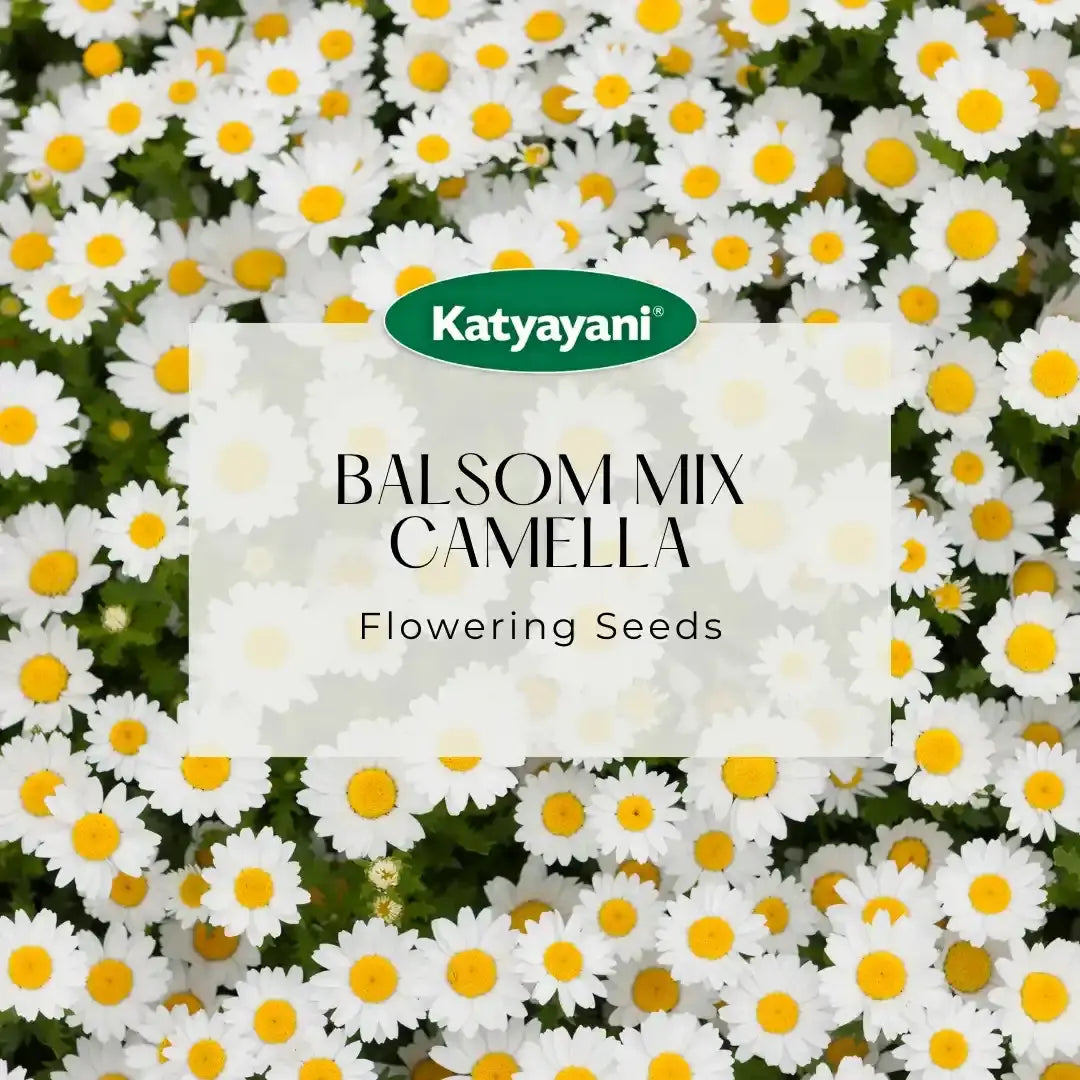 Balsom Mix Camella Flowering Seeds