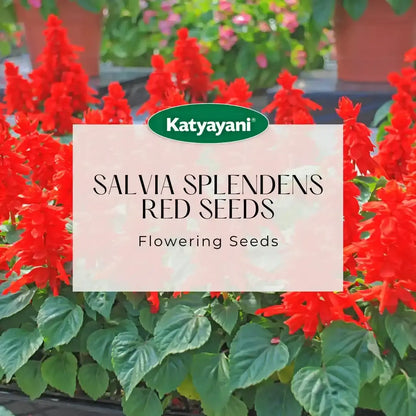 Salvia Splendens Red Flowering Seeds