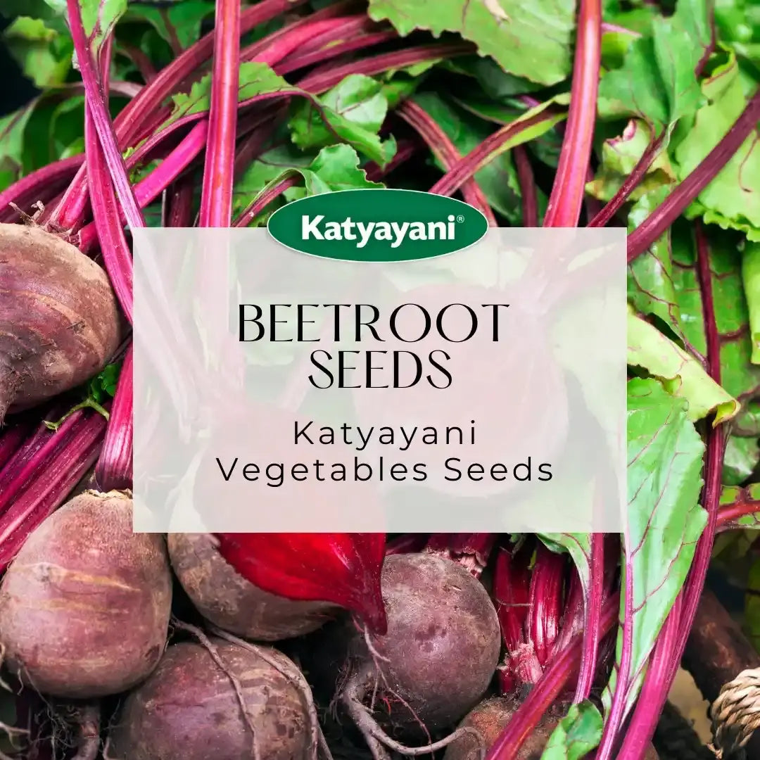 Beetroot Microgreen Seeds