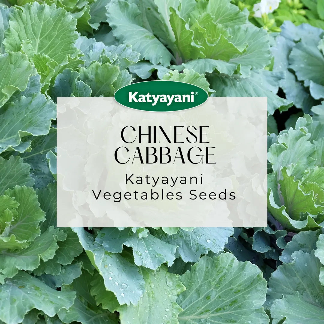 Chinese Cabbage Vegitable Seeds