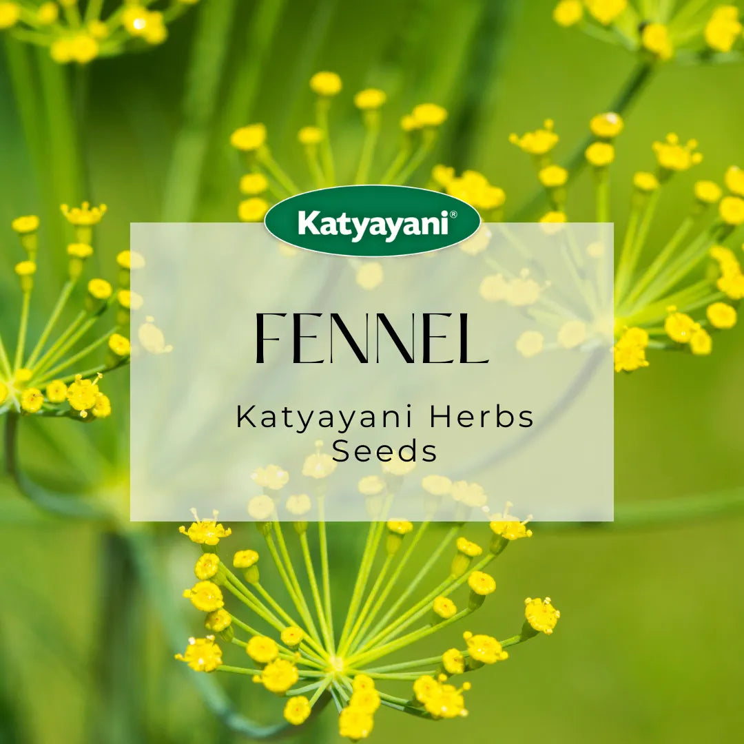 Fennel Herb seeds