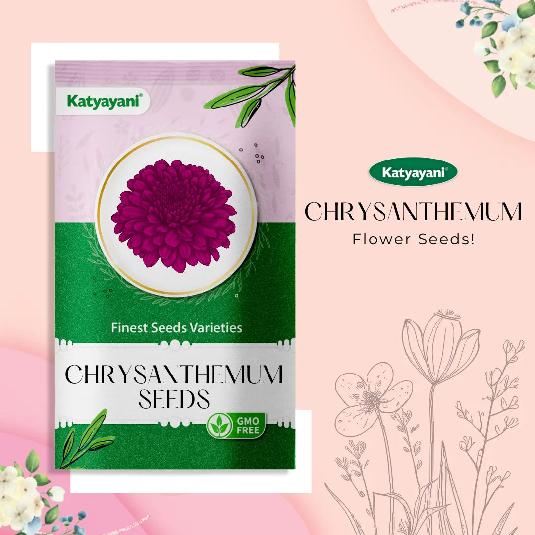 Chrysanthemum Mix Flowering Seeds