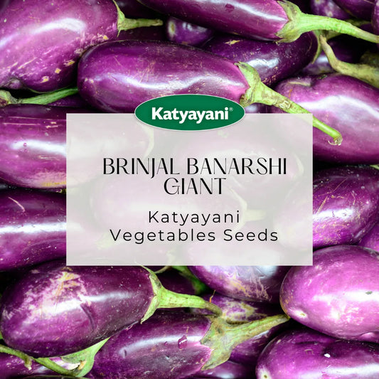 Brinjal Banarshi Giant Vegitable Seeds