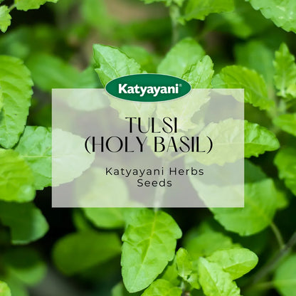 Tulsi (Holy Basil) Herb seeds