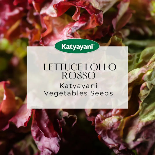 Lettuce Lollo Rosso Vegitable Seeds