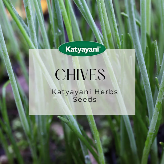 Chives Herb seeds