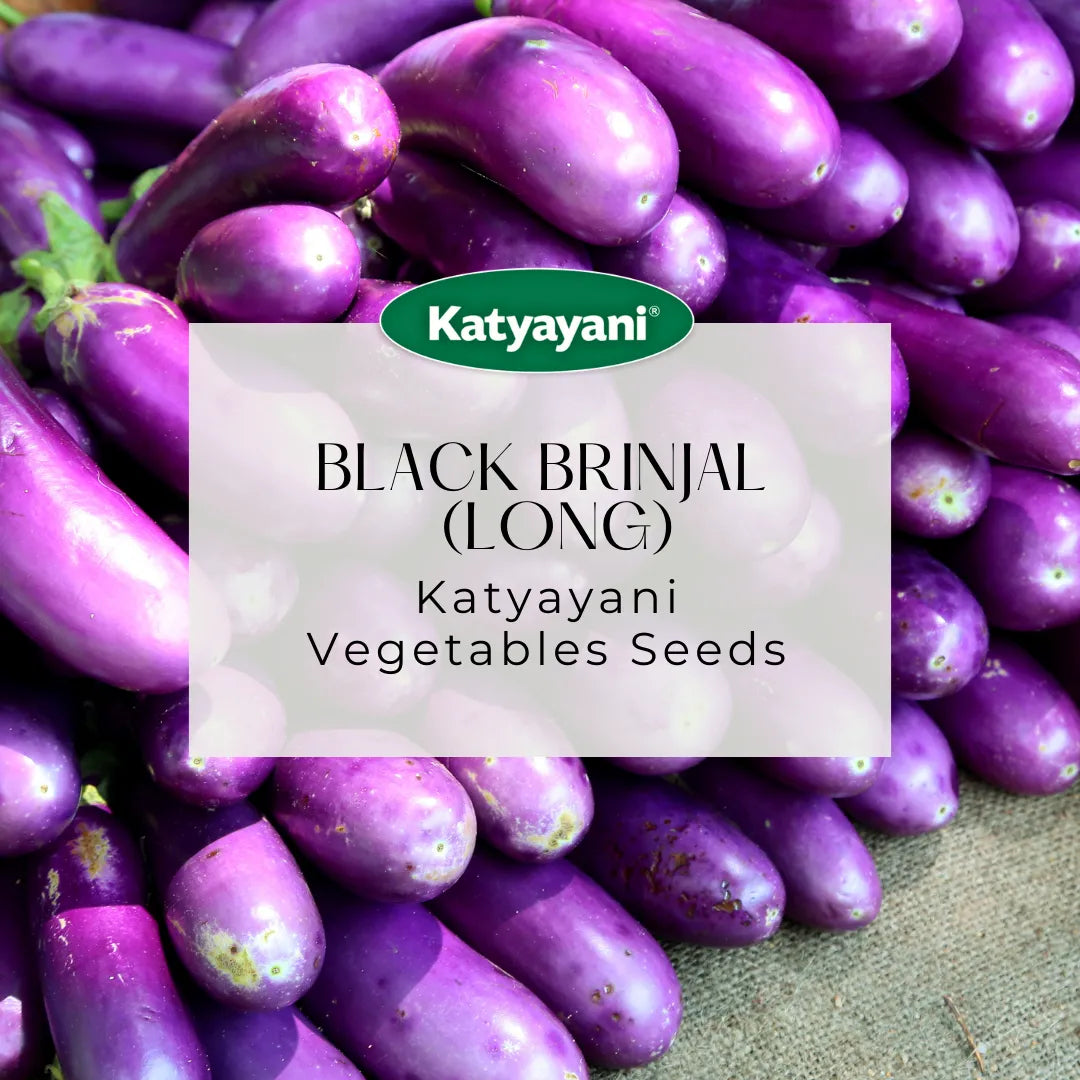 Black Brinjal (Long) Vegitable Seeds