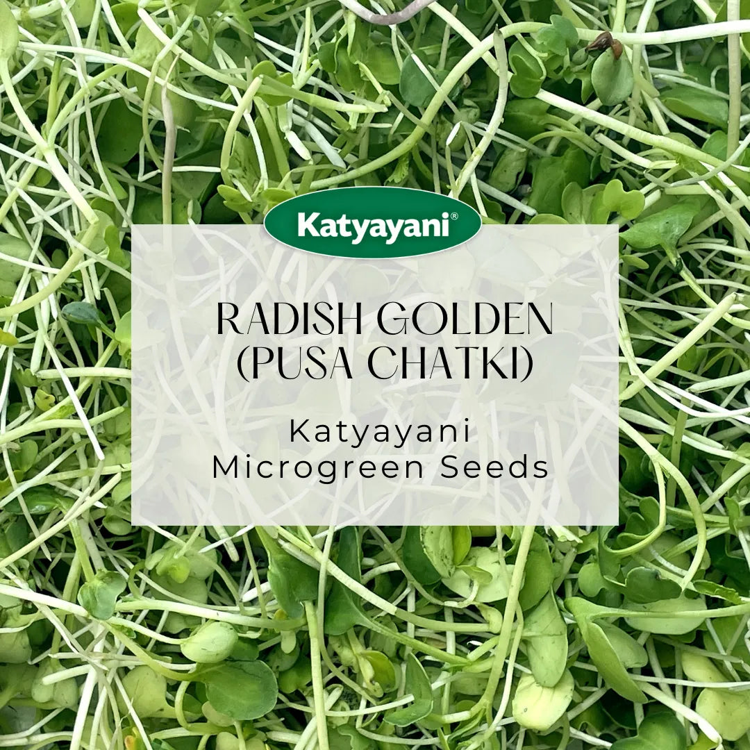 Radish Golden  (Pusa Chatki) Vegitable Seeds