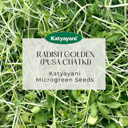 Radish Golden  (Pusa Chatki) Vegitable Seeds