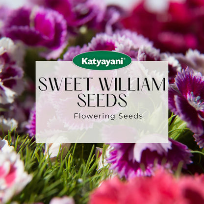 Sweet William mixed Flowering Seeds