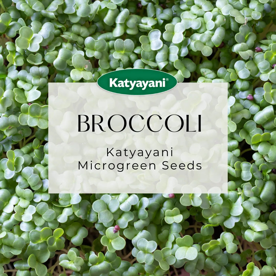 Broccoli Microgreen Seeds