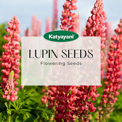 Lupins Flowering Seeds