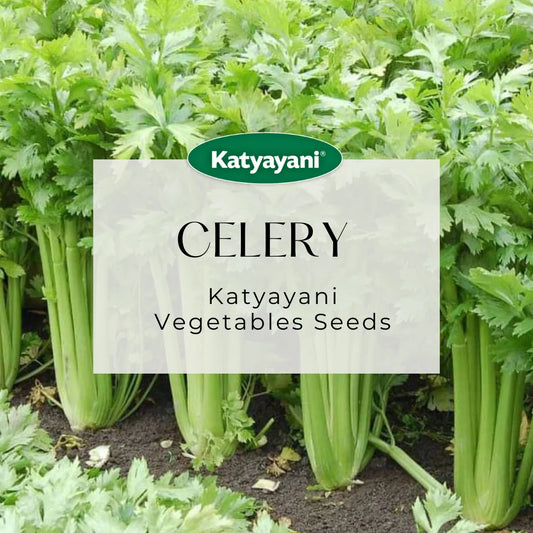 Celery Vegitable Seeds