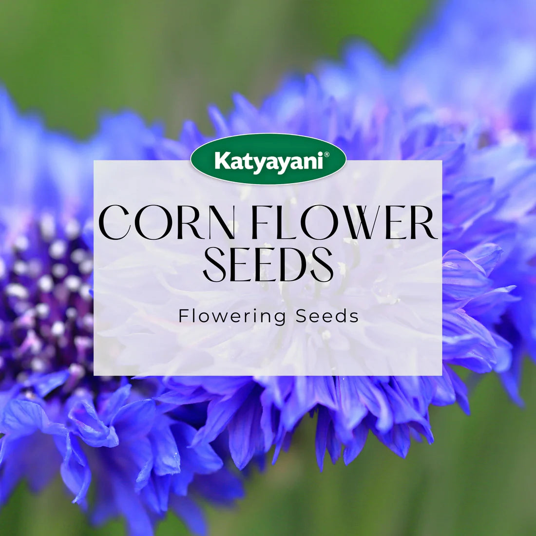 Corn Flower Mix Flowering Seeds