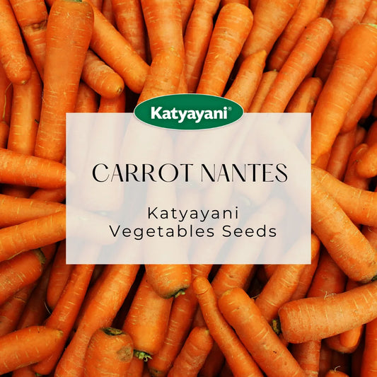 Carrot Nantes (Improved) Vegitable Seeds