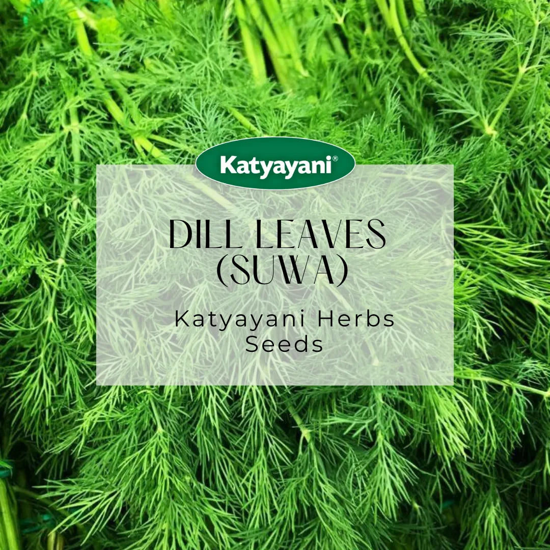 Dill Leaves (Suwa) Herb seeds