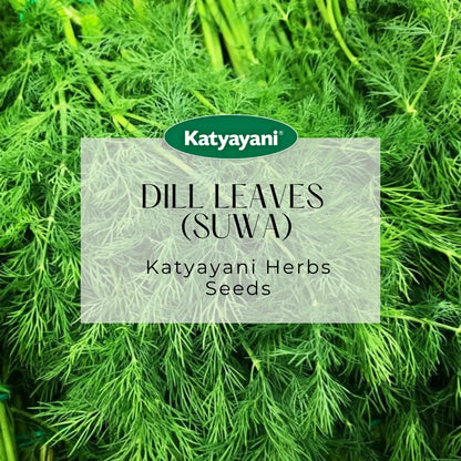 Dill Leaves (Suwa) Herb seeds