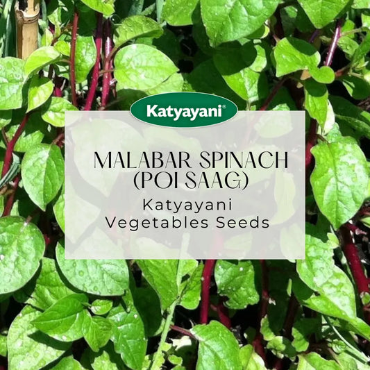 Malabar Spinach (Poi Saag) Vegitable Seeds