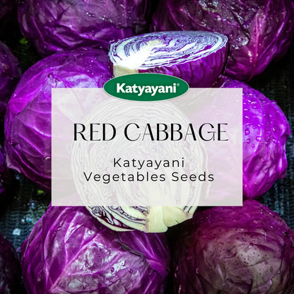 Red Cabbage Vegitable Seeds