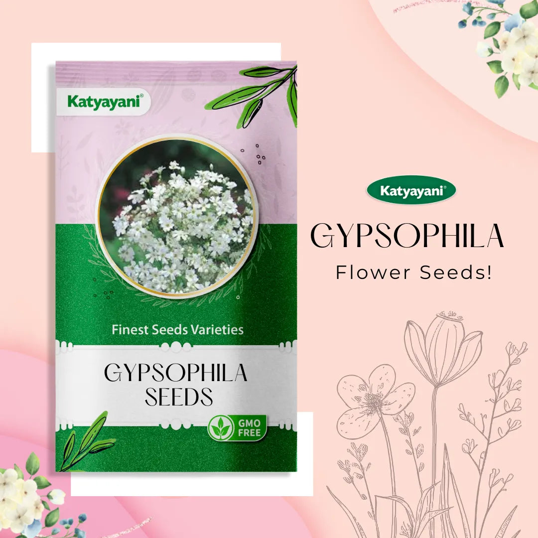 Gypsophila Flowering Seeds