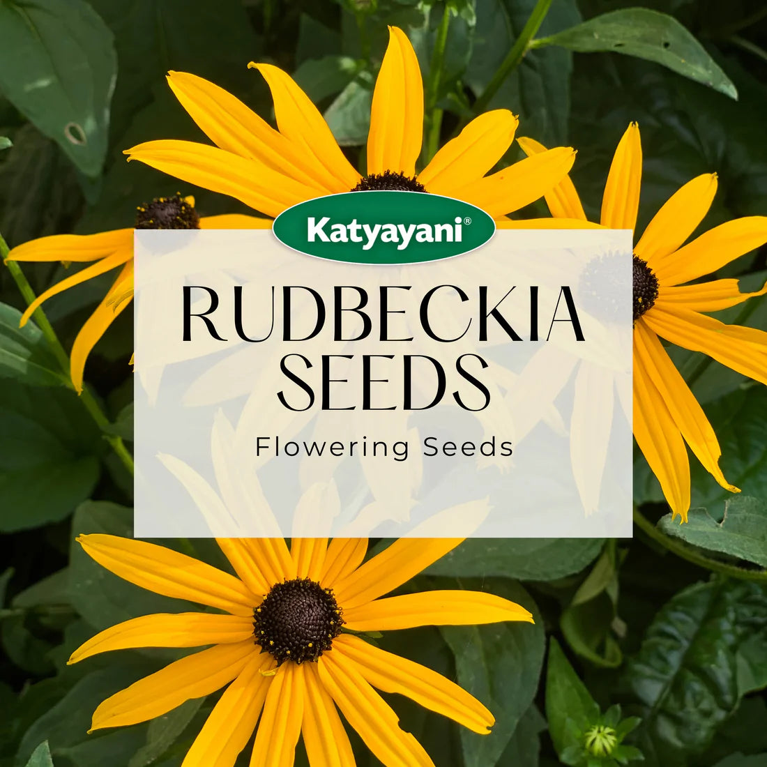 Rudbeckia Flowering Seeds