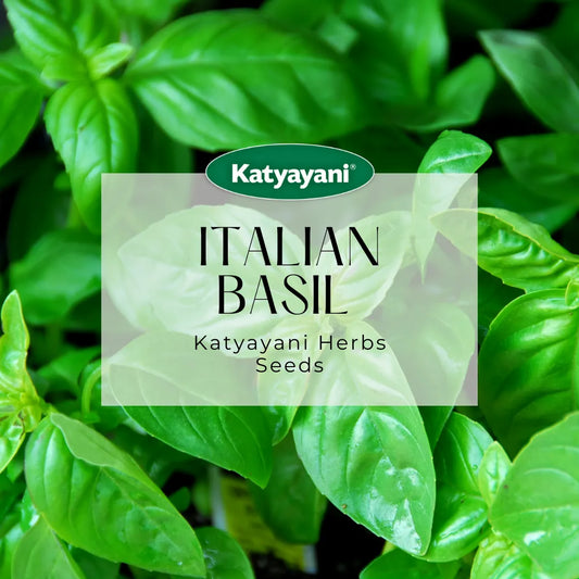 Italian Basil Herb seeds